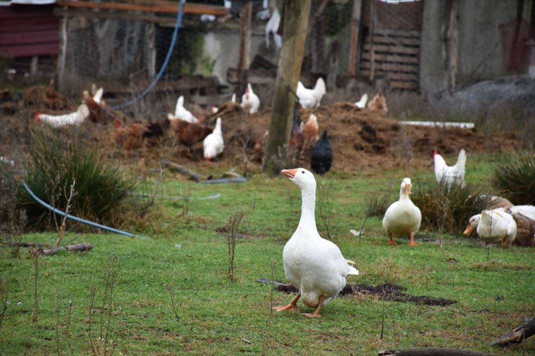 Haklarında tez yazdı. Dayanamadı işin başına geçti 2